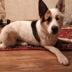 Подробнее об объявлении «Пропала собака кобель Краснознаменск (Московская обл.)» Фото: пропала собака  «Пропала собака кобель Краснознаменск...» в г. Краснознаменск (Московская обл.)