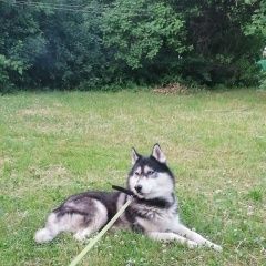 Подробнее об объявлении «Москва Пропала собака кобель сибирский хаски» Фото: пропала собака Сибирская хаски «Москва Пропала собака кобель сибирский хаски» в г. Москва