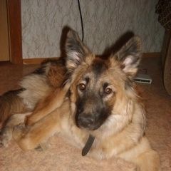 Подробнее об объявлении «Пропала собака Санкт-Петербург» Фото: пропала собака  «Пропала собака Санкт-Петербург» в г. Санкт-Петербург