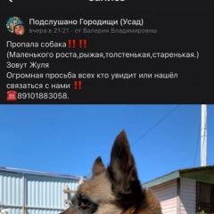 Подробнее об объявлении «Пропала собака в районе войного-крутое Орехово-Зуево» Фото: пропала собака  «Пропала собака в районе войного-крутое...» в г. Орехово-Зуево