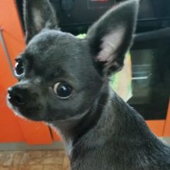 Подробнее об объявлении «Пропала собака кобель Химки» Фото: пропала собака  «Пропала собака кобель Химки» в г. Химки