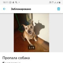 Подробнее об объявлении «Казань Пропала собака кобель» Фото: пропала собака  «Казань Пропала собака кобель» в г. Казань