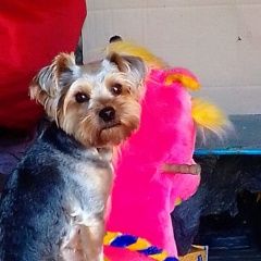 Подробнее об объявлении «Липецк Пропала собака кобель йоркширский терьер» Фото: пропала собака Йоркширский терьер «Липецк Пропала собака кобель йоркширский терьер» в г. Липецк