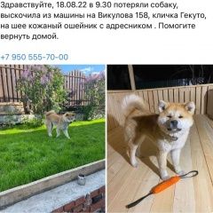 Подробнее об объявлении «Пропала собака кобель Екатеринбург» Фото: пропала собака Акита-ину «Пропала собака кобель Екатеринбург» в г. Екатеринбург