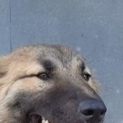 Подробнее об объявлении «Пропала собака кобель в районе витебского просп Санкт-Петербург» Фото: пропала собака  «Пропала собака кобель в районе витебского просп...» в г. Санкт-Петербург