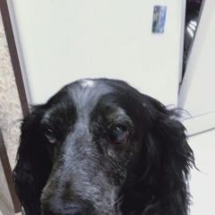 Подробнее об объявлении «Кожевниково Пропала собака» Фото: пропала собака  «Кожевниково Пропала собака» в г. Кожевниково