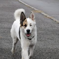 Подробнее об объявлении «Пропала собака кобель 13 августа бари Краснознаменск (Московская обл.)» Фото: пропала собака  «Пропала собака кобель 13 августа бари...» в г. Краснознаменск (Московская обл.)