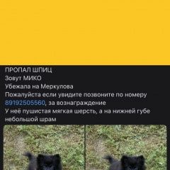 Подробнее об объявлении «Липецк Пропала собака убежала на 21 м-он шпиц девочка» Фото: пропала собака Немецкий шпиц «Липецк Пропала собака убежала на 21 м-он шпиц...» в г. Липецк