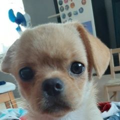 Подробнее об объявлении «Анапа Пропала собака чихуахуа. девочка» Фото: пропала собака Чихуахуа «Анапа Пропала собака чихуахуа. девочка» в г. Анапа