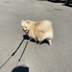 Подробнее об объявлении «Пропала собака кобель бежевый шпиц Санкт-Петербург» Фото: пропала собака Померанский шпиц «Пропала собака кобель бежевый шпиц Санкт-Петербург» в г. Санкт-Петербург