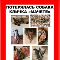 Подробнее об объявлении «Москва Пропала собака кобель г, район фили-давыдково» Фото: пропала собака Чихуахуа «Москва Пропала собака кобель г, район...» в г. Москва