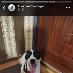 Подробнее об объявлении «Пропала собака кобель Хабаровск» Фото: пропала собака  «Пропала собака кобель Хабаровск» в г. Хабаровск