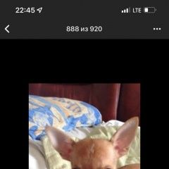 Подробнее об объявлении «Пропала собака помогите найти чихуахуа Дмитров» Фото: пропала собака Чихуахуа «Пропала собака помогите найти чихуахуа Дмитров» в г. Дмитров