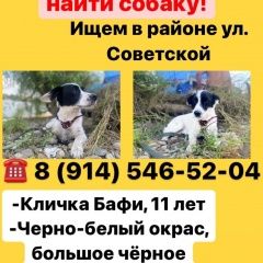 Подробнее об объявлении «Пропала собака кобель поиск Хабаровск» Фото: пропала собака  «Пропала собака кобель поиск Хабаровск» в г. Хабаровск