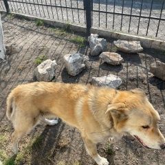 Подробнее об объявлении «Пропала собака кобель Белово» Фото: пропала собака  «Пропала собака кобель Белово» в г. Белово