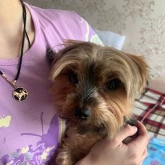 Подробнее об объявлении «Анапа Пропала собака кобель йорк» Фото: пропала собака Йоркширский терьер «Анапа Пропала собака кобель йорк» в г. Анапа
