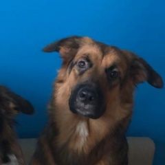 Подробнее об объявлении «Нижний Новгород Пропала собака» Фото: пропала собака  «Нижний Новгород Пропала собака» в г. Нижний Новгород