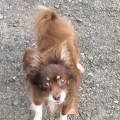 Подробнее об объявлении «Тюмень Пропала собака кобель его очень ждут дома» Фото: пропала собака Русский той-терьер «Тюмень Пропала собака кобель его очень ждут дома» в г. Тюмень