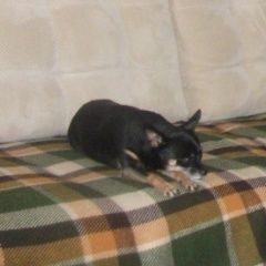 Подробнее об объявлении «Анапа Пропала собака» Фото: пропала собака Той-терьер «Анапа Пропала собака» в г. Анапа