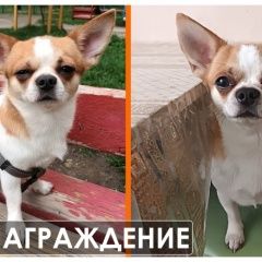Подробнее об объявлении «Пропала собака кобель помогите Сочи» Фото: пропала собака Чихуахуа «Пропала собака кобель помогите Сочи» в г. Сочи