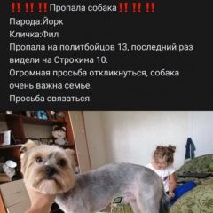 Подробнее об объявлении «Нижний Новгород Пропала собака кобель йорк» Фото: пропала собака Йоркширский терьер «Нижний Новгород Пропала собака кобель йорк» в г. Нижний Новгород