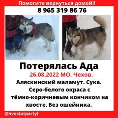 Подробнее об объявлении «Пропала собака Чехов» Фото: пропала собака Аляскинский маламут «Пропала собака Чехов» в г. Чехов