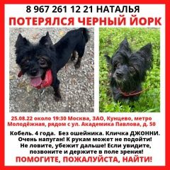 Подробнее об объявлении «Москва Пропала собака кобель маленький черный йорк» Фото: пропала собака  «Москва Пропала собака кобель маленький черный йорк» в г. Москва