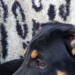 Подробнее об объявлении «Омск Пропала собака кобель пёсик, такса, мальчик» Фото: пропала собака  «Омск Пропала собака кобель пёсик, такса, мальчик» в г. Омск