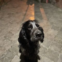 Подробнее об объявлении «Краснодар Пропала собака кобель русский спаниель» Фото: пропала собака Русский охотничий спаниель «Краснодар Пропала собака кобель русский спаниель» в г. Краснодар