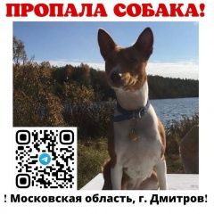 Подробнее об объявлении «Пропала собака басенджи Дмитров» Фото: пропала собака Басенджи «Пропала собака басенджи Дмитров» в г. Дмитров