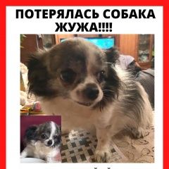 Подробнее об объявлении «Пропала собака помогите найти любимицу Истра» Фото: пропала собака Чихуахуа «Пропала собака помогите найти любимицу Истра» в г. Истра