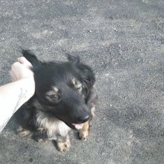 Подробнее об объявлении «Тюмень Пропала собака кобель в микрорайоне парфёново» Фото: пропала собака  «Тюмень Пропала собака кобель в микрорайоне...» в г. Тюмень