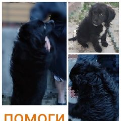 Картинка пропала собака В городе Батайск исчез пёсик. Батайск
