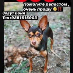Подробнее об объявлении «Пропала собака кобель наш пёс, зовут боня, потеря Новороссийск» Фото: пропала собака Той-терьер «Пропала собака кобель наш пёс, зовут боня,...» в г. Новороссийск