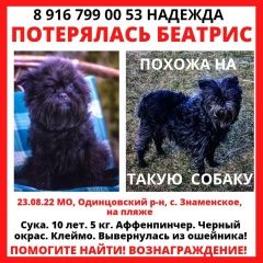 Подробнее об объявлении «Пропала собака потерялась маленькая чёрная собачка Одинцово» Фото: пропала собака  «Пропала собака потерялась маленькая чёрная...» в г. Одинцово