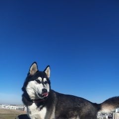 Подробнее об объявлении «Пропала собака Симферополь» Фото: пропала собака Сибирская хаски «Пропала собака Симферополь» в г. Симферополь