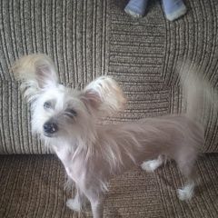 Подробнее об объявлении «Пропала собака кобель китайская хохлатая Санкт-Петербург» Фото: пропала собака Китайская хохлатая собака «Пропала собака кобель китайская хохлатая...» в г. Санкт-Петербург