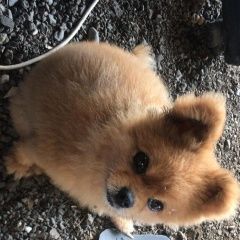 Подробнее об объявлении «Анапа Пропала собака кобель померанский шпиц.» Фото: пропала собака Померанский шпиц «Анапа Пропала собака кобель померанский шпиц.» в г. Анапа