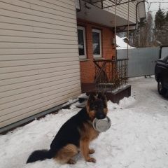 Подробнее об объявлении «Пропала собака кобель Санкт-Петербург» Фото: пропала собака Немецкая овчарка «Пропала собака кобель Санкт-Петербург» в г. Санкт-Петербург
