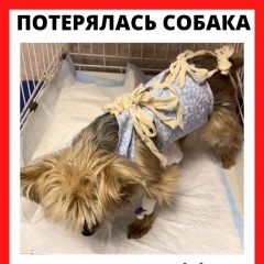 Подробнее об объявлении «Москва Пропала собака йорк, 15 лет» Фото: пропала собака  «Москва Пропала собака йорк, 15 лет» в г. Москва