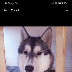 Картинка пропала собака В городе Новосибирск запропастилась собака. Новосибирск
