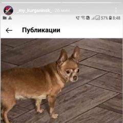 Подробнее об объявлении «Курганинск Пропала собака, член семьи» Фото: пропала собака  «Курганинск Пропала собака, член семьи» в г. Курганинск