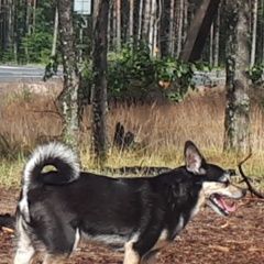 Подробнее об объявлении «Пропала собака кобель той терьер кличка кутя Санкт-Петербург» Фото: пропала собака  «Пропала собака кобель той терьер кличка кутя...» в г. Санкт-Петербург