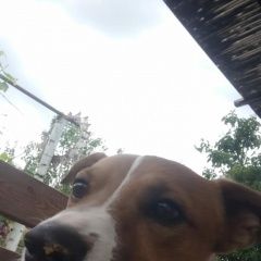 Подробнее об объявлении «Липецк Пропала собака кобель помесь джек рассел» Фото: пропала собака Джек рассел терьер «Липецк Пропала собака кобель помесь джек рассел» в г. Липецк