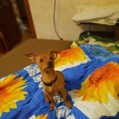 Подробнее об объявлении «Тюмень Пропала собака кобель пёс по имени бакс» Фото: пропала собака Русский той-терьер «Тюмень Пропала собака кобель пёс по имени бакс» в г. Тюмень