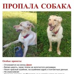 Подробнее об объявлении «Москва Пропала собака» Фото: пропала собака  «Москва Пропала собака» в г. Москва
