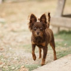 Картинка пропала собака В городе Севастополь потерялся пёс. Севастополь