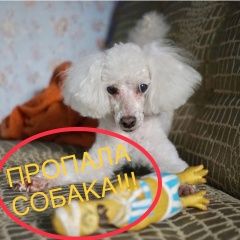 Подробнее об объявлении «Нижний Новгород Пропала собака кобель карликовый белый пудель» Фото: пропала собака  «Нижний Новгород Пропала собака кобель...» в г. Нижний Новгород