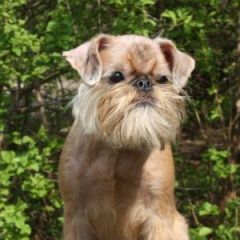 Подробнее об объявлении «Нижний Новгород Пропала собака брюссельский гриффон» Фото: пропала собака Брюссельский гриффон «Нижний Новгород Пропала собака брюссельский...» в г. Нижний Новгород