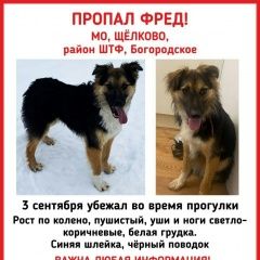 Подробнее об объявлении «Пропала собака кобель пожалуйста помогите репостом Щелково» Фото: пропала собака  «Пропала собака кобель пожалуйста помогите...» в г. Щелково